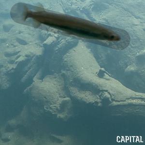 MOUNTAIN BLACK (CAPITAL Ver.)