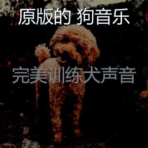 诗意的训练犬节奏