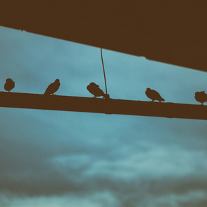 Puesta De Sol De La Libélula