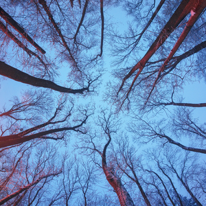 ASMR The Calm Bonfire for Rest and Sleep