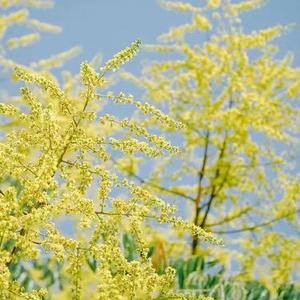 草原上升起不落的太阳 - 舒缓轻音乐