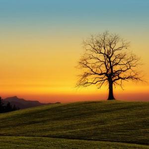 自由的鸟 (助眠曲)