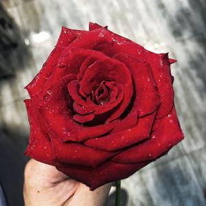 其實我們都是舔狗(demo)