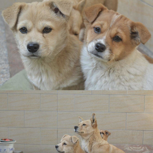 犬犬