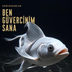 Ben Güvercinim Sana