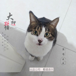 大狸猫Plus (DJ版)