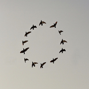 孤独而旋转的鸟