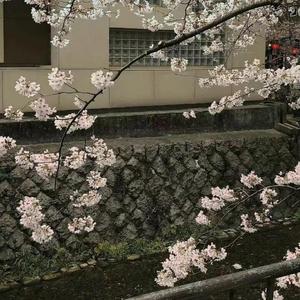 就让我在春风沉醉的夜晚老去