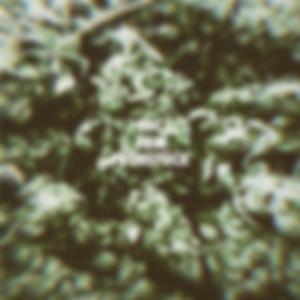 THC zum Frühstück (feat. Ayz)