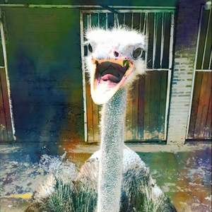 在慢船咖啡馆的freestyle feat.王源巍