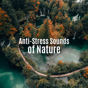 Little Forest Stream