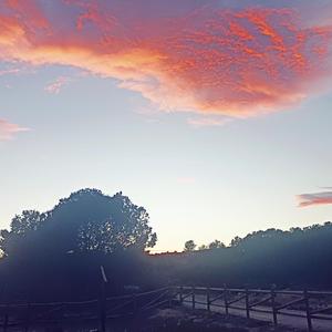Homeostasis (Prod. DJ Eris Tsubasa) (feat. Merkurio Se Muere)