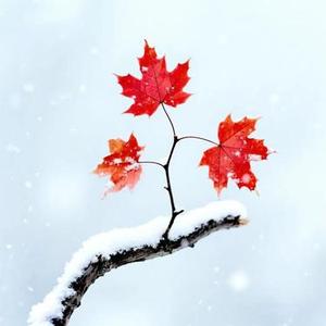 朝思暮想 (Cover 唐古)