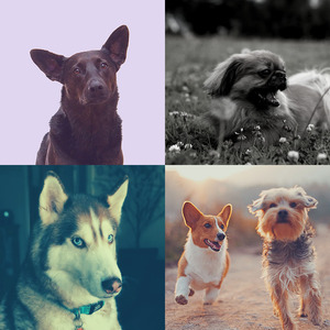 抚慰的训练犬回忆