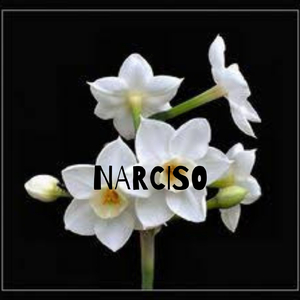 Narciso