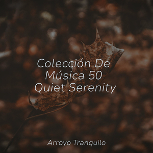 Libélula Al Atardecer