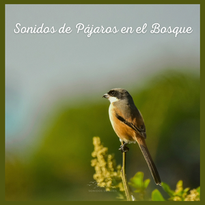 Sonidos de Pájaros en el Bosque (P77)