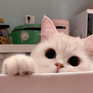 Doja Cat-Kiss me more.（旖旎 remix）