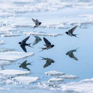 归燕啄碎池面冰