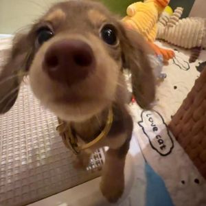 执子之手(是个七七.说唱版)