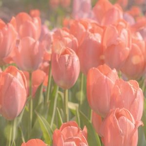 拒绝来电（baby call me）