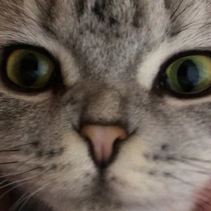 这只伶俐的棕色狐狸跳过一只懒惰的狗