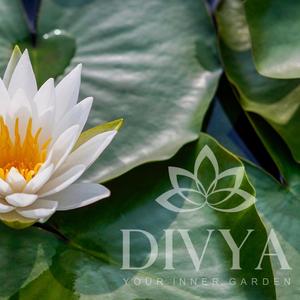 Lotusblommans mjuka blad