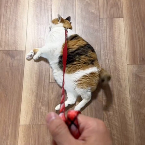 猫飼いの民の夢３選