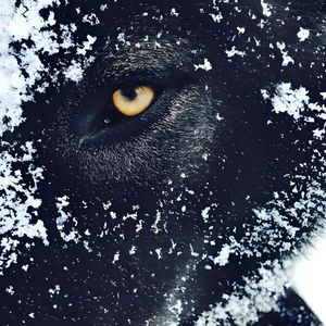 Condense（凝结力）