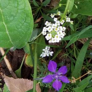 Trying Not To Hate You