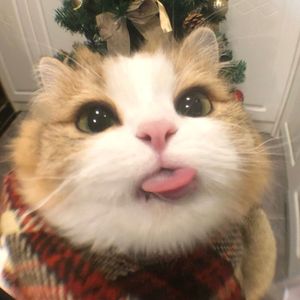笨拙