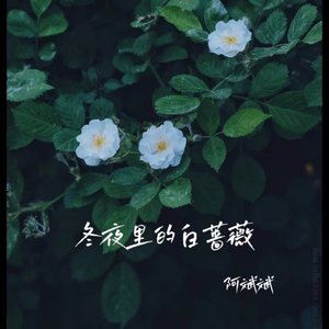 冬夜里的白蔷薇（翻自 张艺迈）