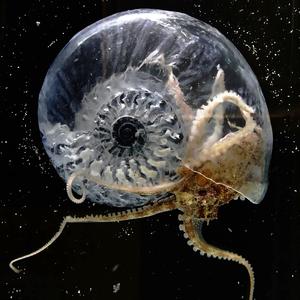 Ammonoidea