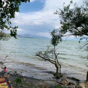 铜钱草与月光 (1)