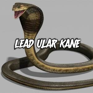 LEAD ULAR KANE