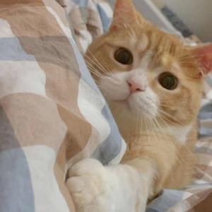 静悄悄（翻自 陈泫孝（大泫））