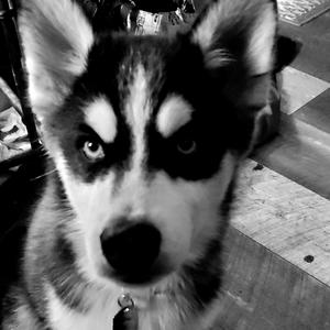 JACK D