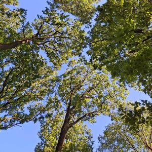 So Naïve (feat. Kamino & Gwenn)