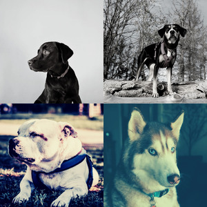 柔和的小狗时刻