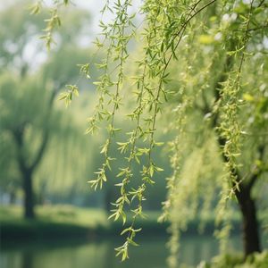 春风梳绿柳丝