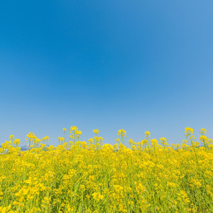 Serenade Twilight Floral Symphony