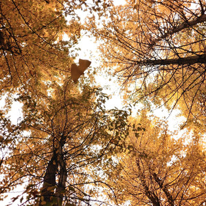 银杏叶下的思念