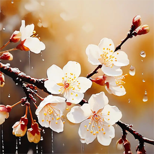 斜阳-整曲 伴奏