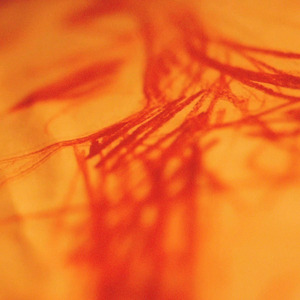 535 (A Family Suite) (Original Short Film Soundtrack)