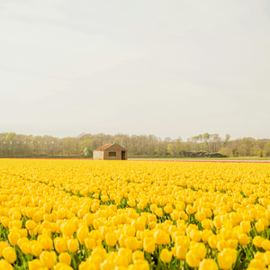 4월의 어느 멋진 날에