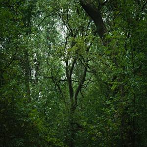 Bird, Wind, Forest with Piano