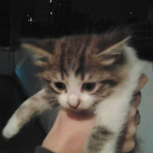 крепкие сиги