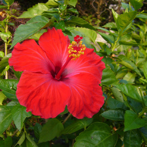 巌流島の決闘 (原曲)