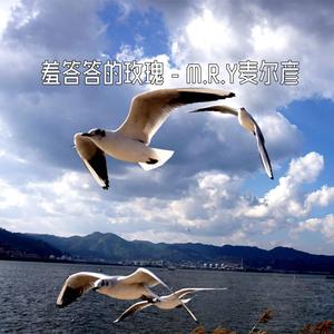 羞答答的玫瑰 (抖音DJ版)