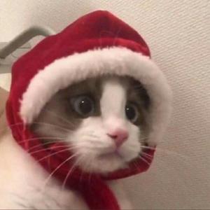 熊出没串烧（翻自 一口甜）